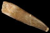 Fossil Plesiosaur (Zarafasaura) Tooth - Morocco #176915-1